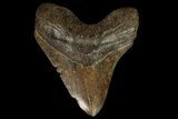 Brown, Fossil Megalodon Tooth - Georgia #96656-2